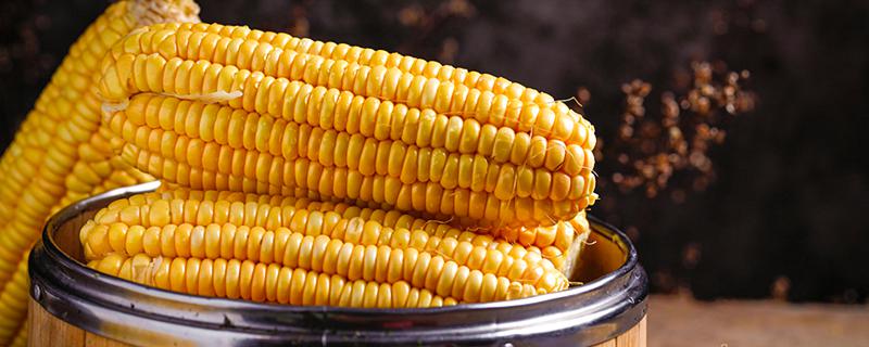 梦见金黄的玉米是什么意思 梦见金黄的玉米意味着什么